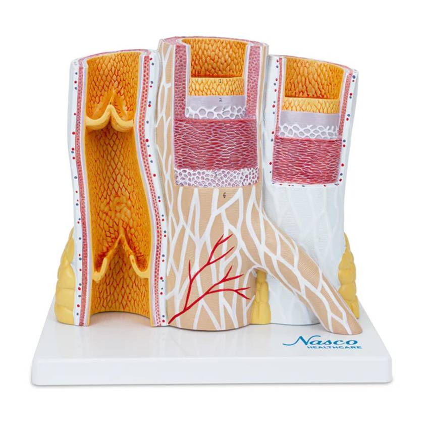 Nasco MG23165 Micro-Anatomy of Artery and Veins Model, 20x Enlarged
