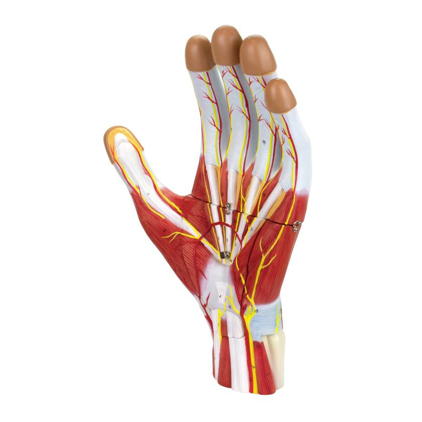 Nasco MG23166 Hand Model, 2x Enlarged, 3 Parts, Front View