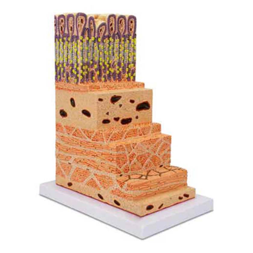 Nasco MG23168 Stomach Wall Micro-Anatomy Model, 150x Enlarged