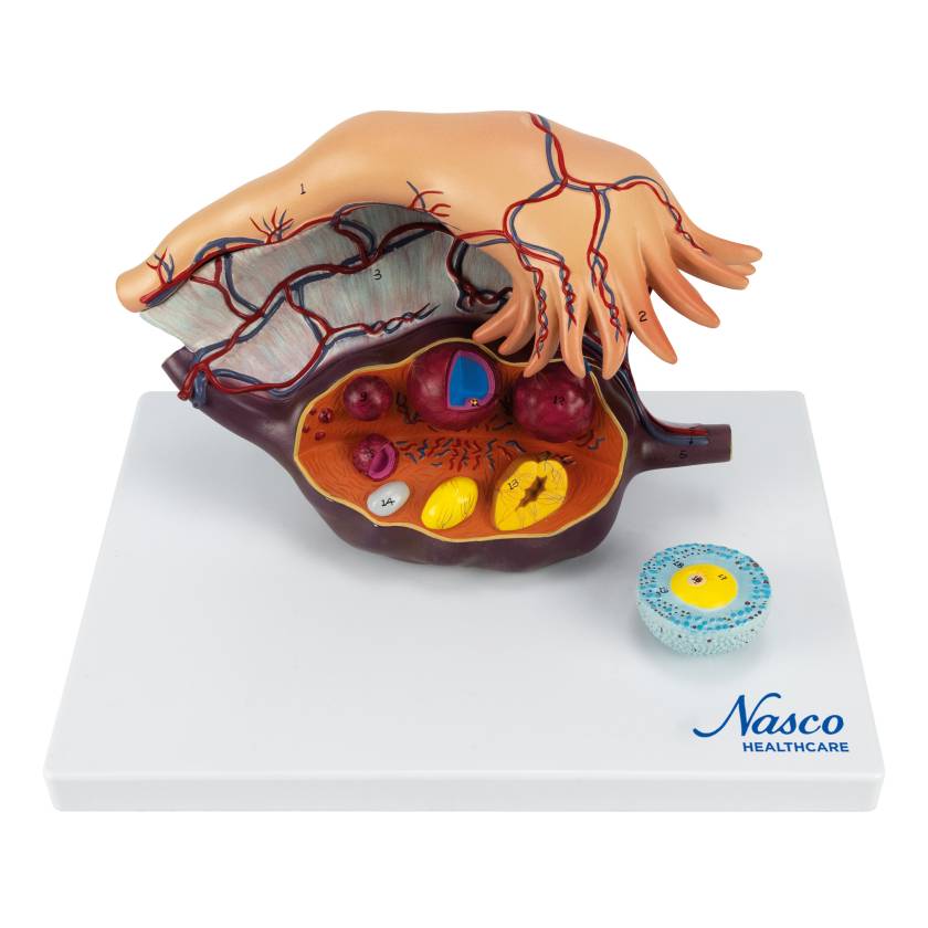 Nasco MG23170 Ovary Model, 5x Enlarged, 2 Parts - Front View