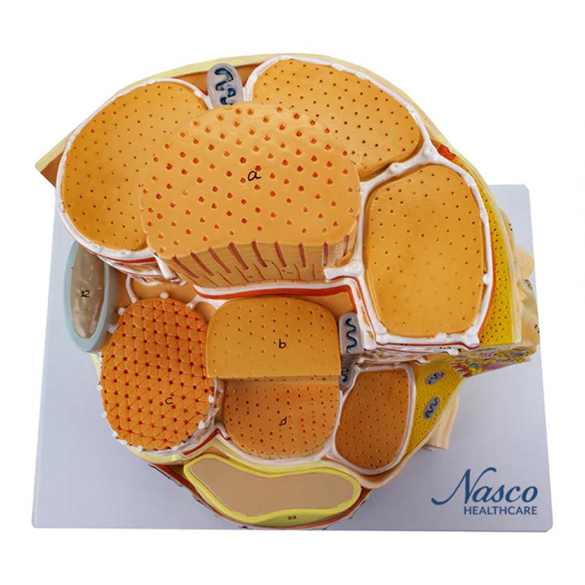 Nasco MG23414 Muscle Fiber Micro-Anatomy Model, 40,000x Enlarged - Top View