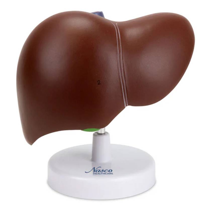 Nasco MG23416 Liver with Gallbladder Model - Front View