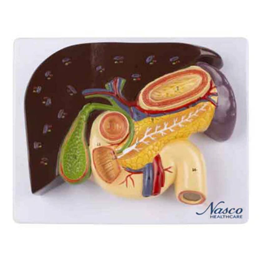 Nasco MG23419 Liver with Gallbladder, Pancreas, and Duodenum Model - Top View