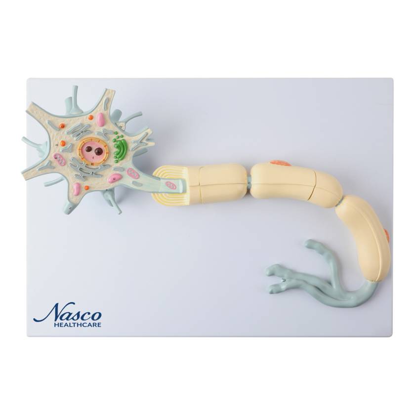 Nasco MG23433 Neuron with Dendrite and Axon, 2,500x Enlarged, 2 Parts - Angle 1