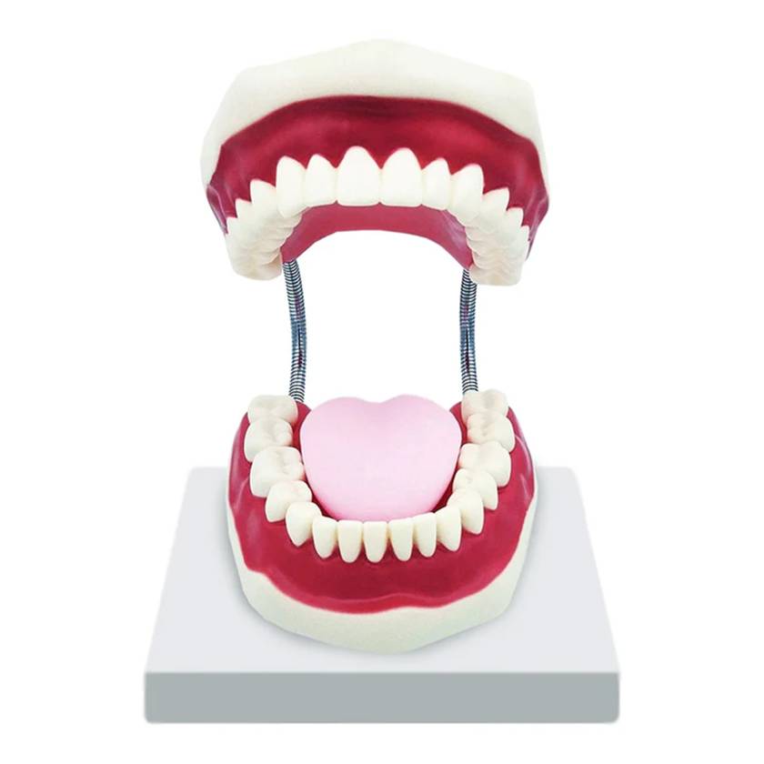 Nasco MG23875 Dental Care Model, 3x Enlarged - Front View
