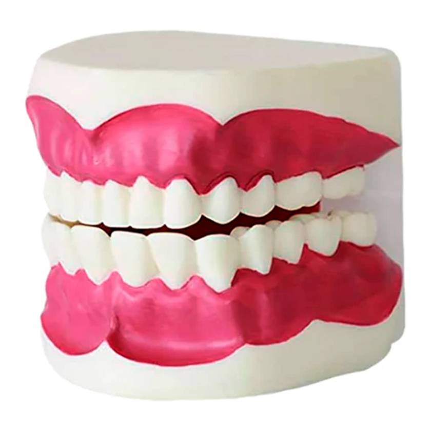 Nasco MG23876 Dental Care Model - Left Angle