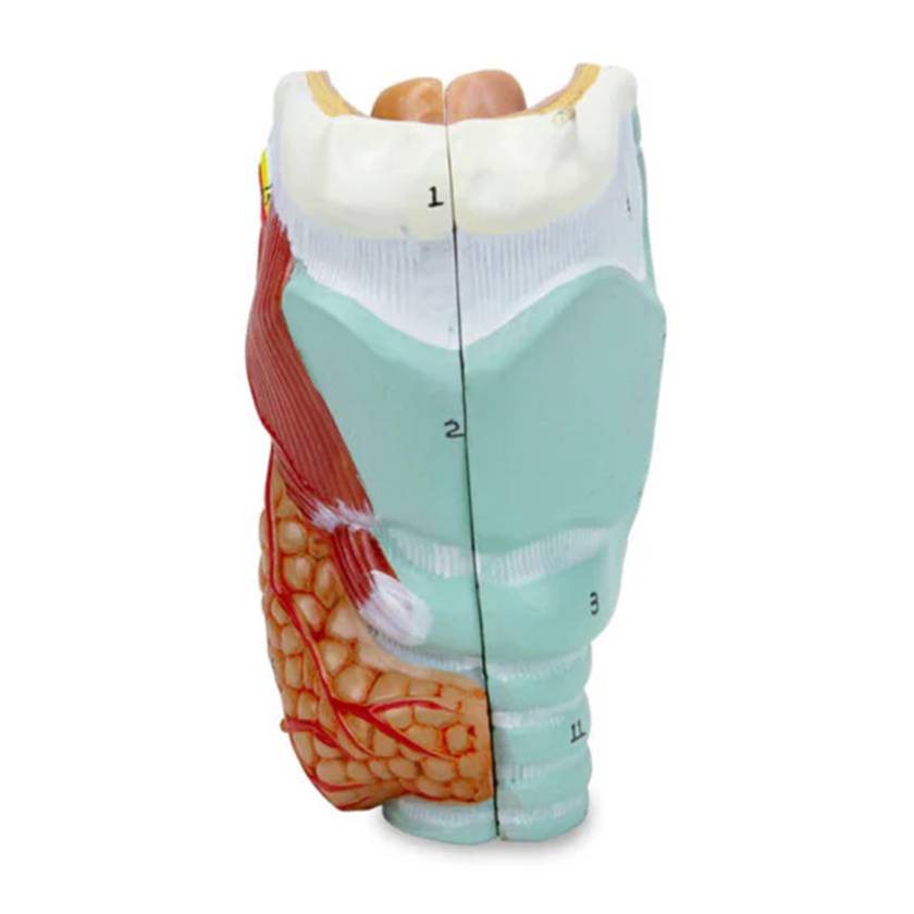 Nasco MG29157 Larynx Model, 2-Part