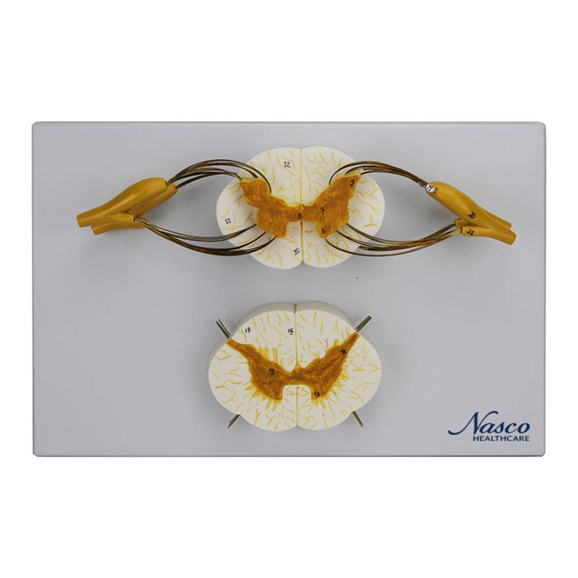 Nasco MG29407 Spinal Cord with Nerves Model, 8x Enlarged - Angle 1