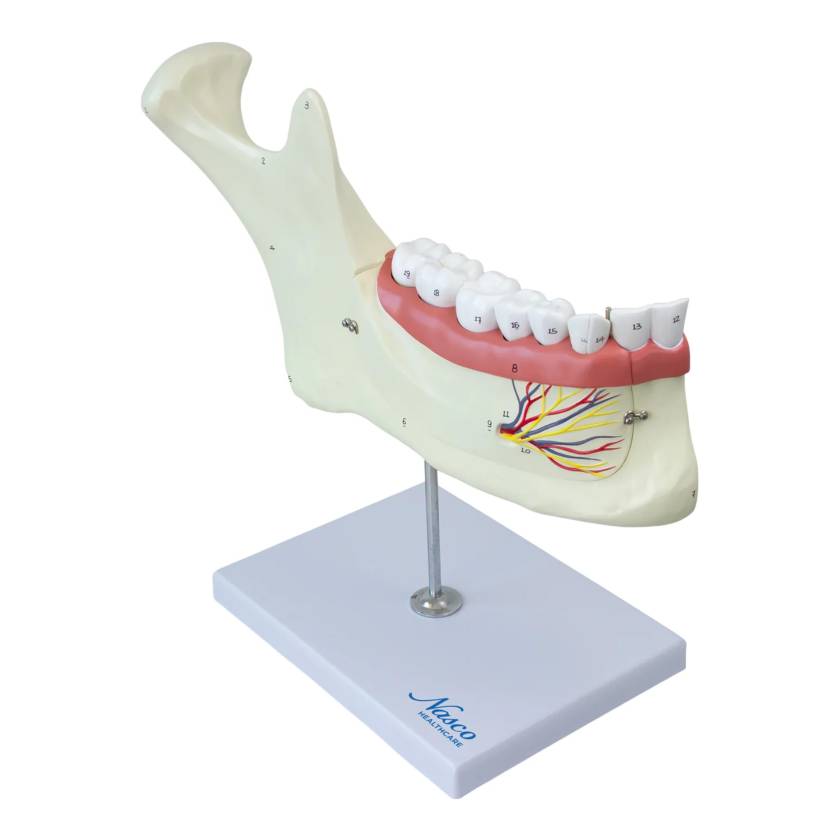 Nasco MG29512 Half Lower Jaw Model, 3x Enlarged, 6 Parts - Front View