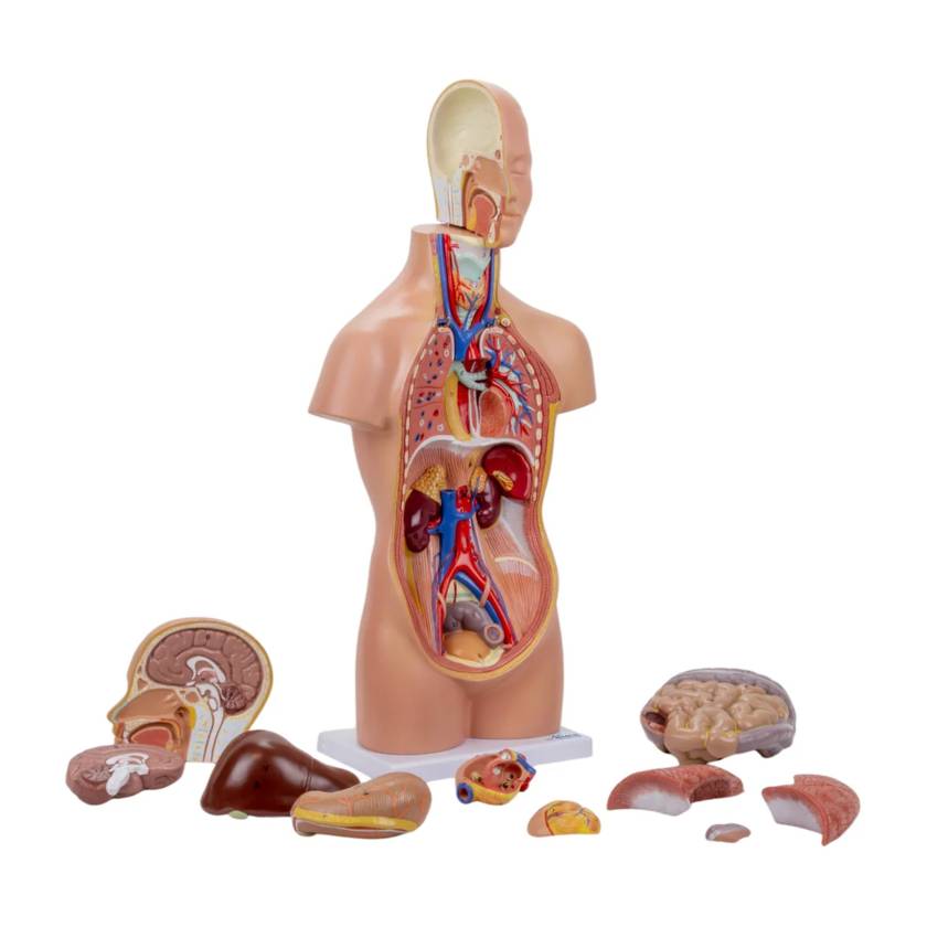 Nasco MG29696 Mini Unisex Torso Model, 12-Part, Disassembled
