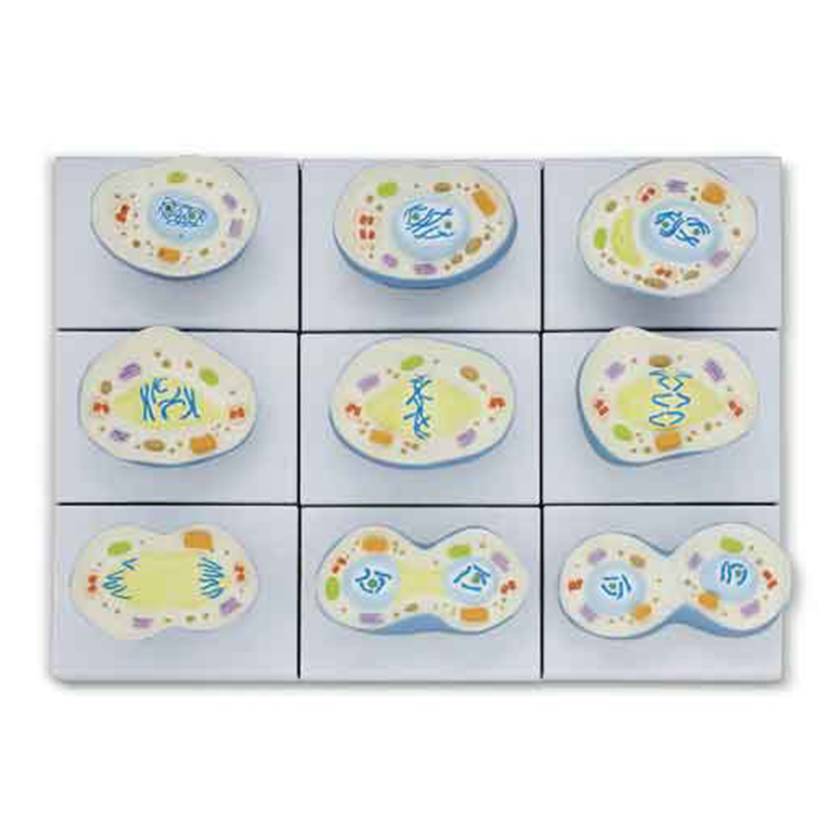 Nasco MG29719 Mitosis Model, 10,000x Enlarged, 9 Parts