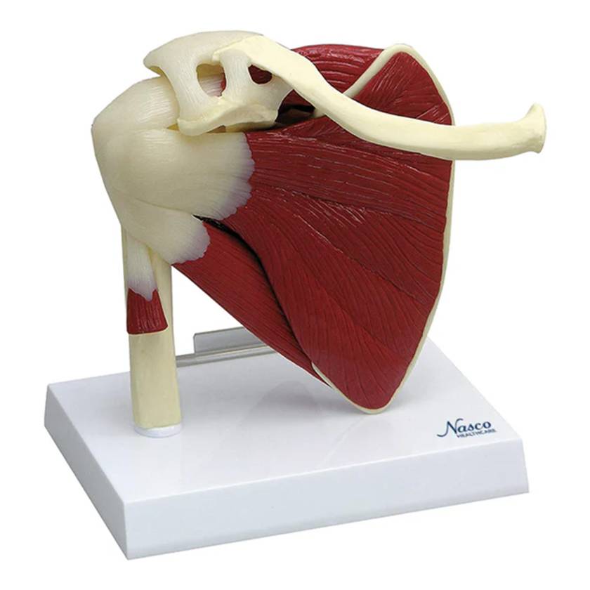 Nasco MG29750 Shoulder with Articulating Rotator Cuff Model - Front View