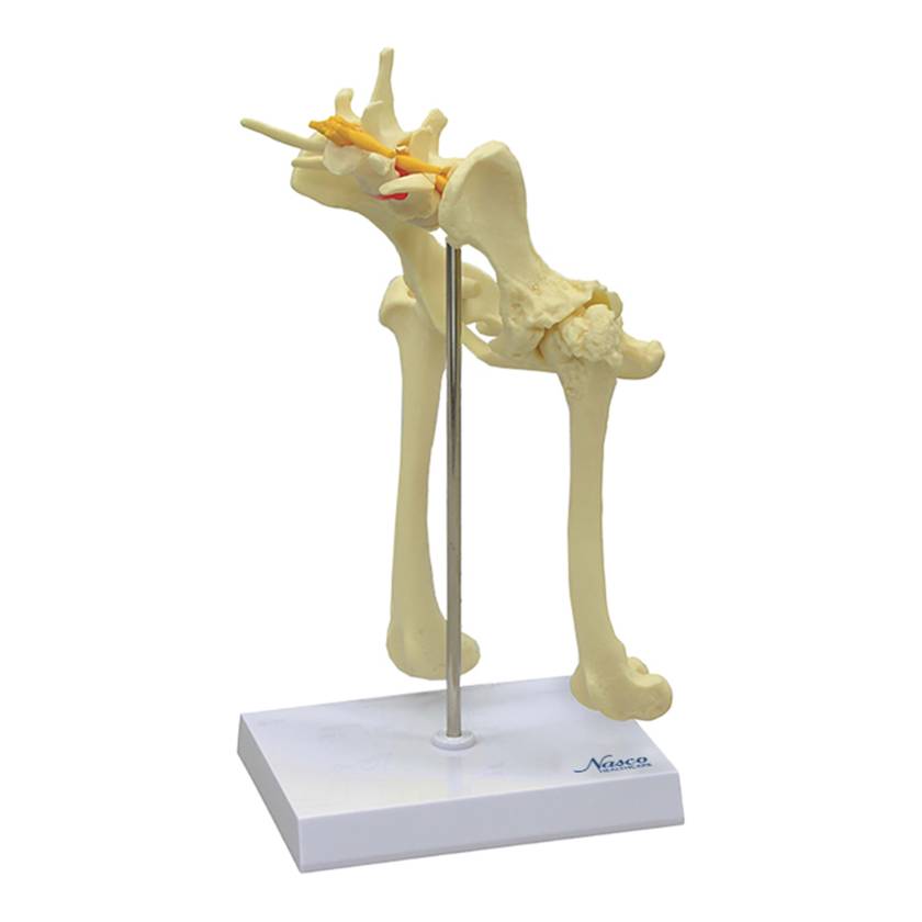 Nasco MG29759 Canine Pelvis Model - Angle 1