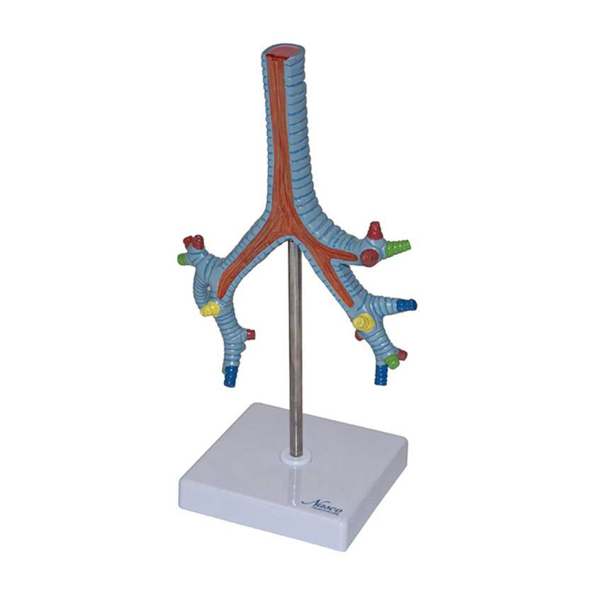 Nasco MG29764 Bronchial Tree Model, Left Angle View