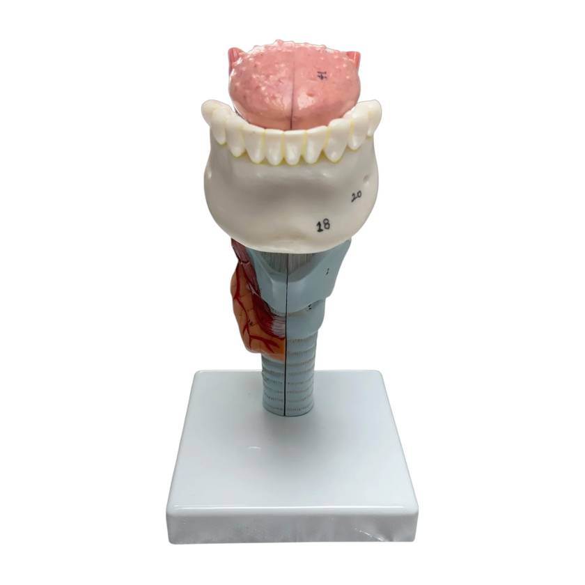 Nasco MG29773 Larynx with Tongue and Teeth Model, 5-Part, Front View