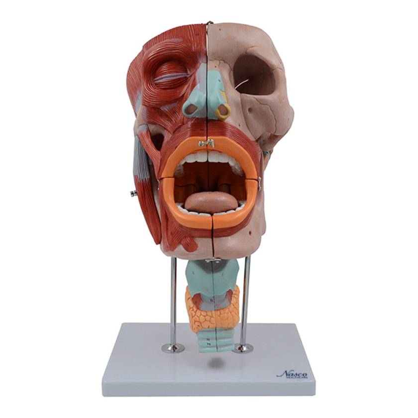 Nasco MG29864 Head Musculature Model, 2x Enlarged, 10 Parts - Angle 1