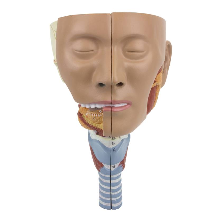 Nasco MG29866 Head Musculature with Larynx Model, 2 Parts - Angle 1