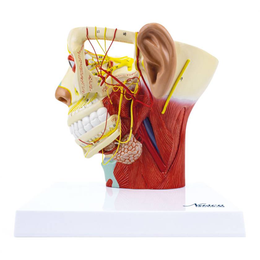 Nasco MG29867 Head Musculature with Nerves Model - Angle 1