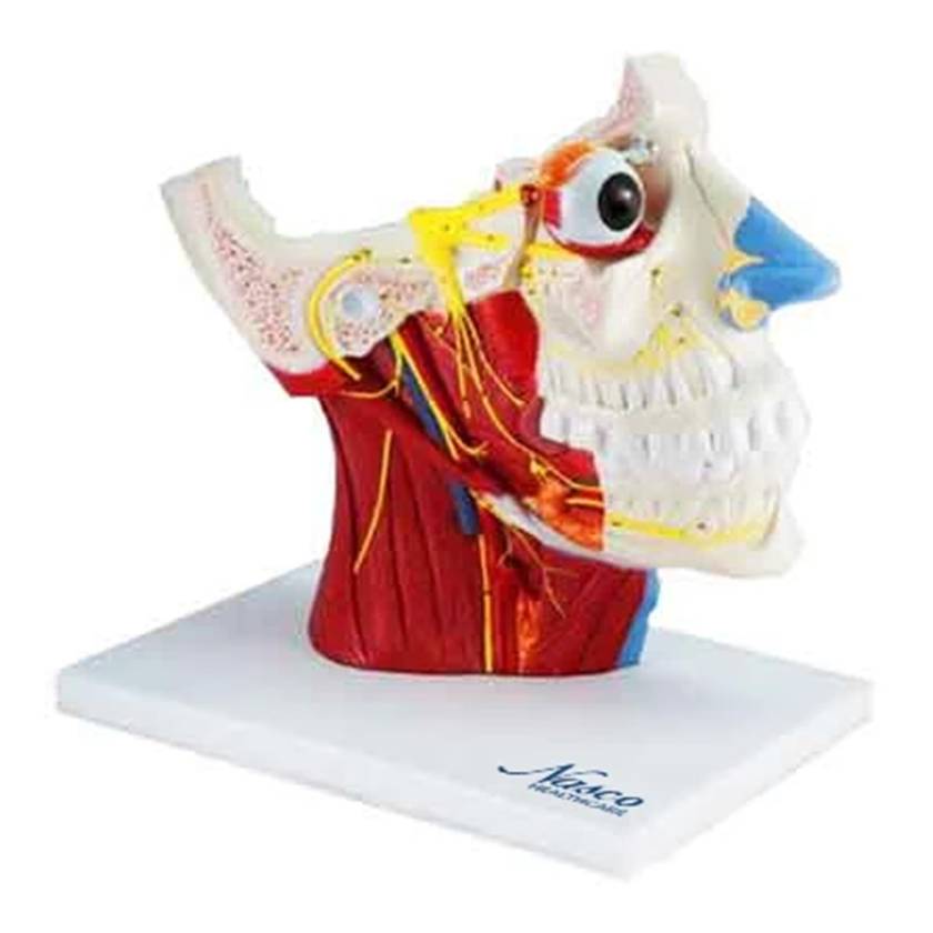 Nasco MG29868 Head Musculature with Cranial and Autonomic Nerves Model, 2.5x Enlarged - Angle 1