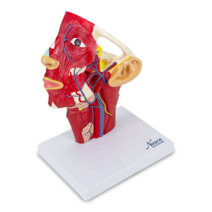 Nasco MG29869 Head Musculature with Blood Vessels Model - Angle 1