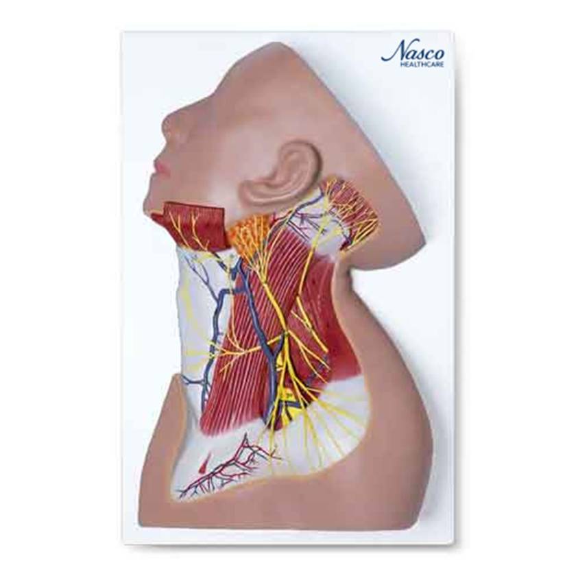 Nasco MG29872 Neck Muscles with Nerves Model - Angle 1