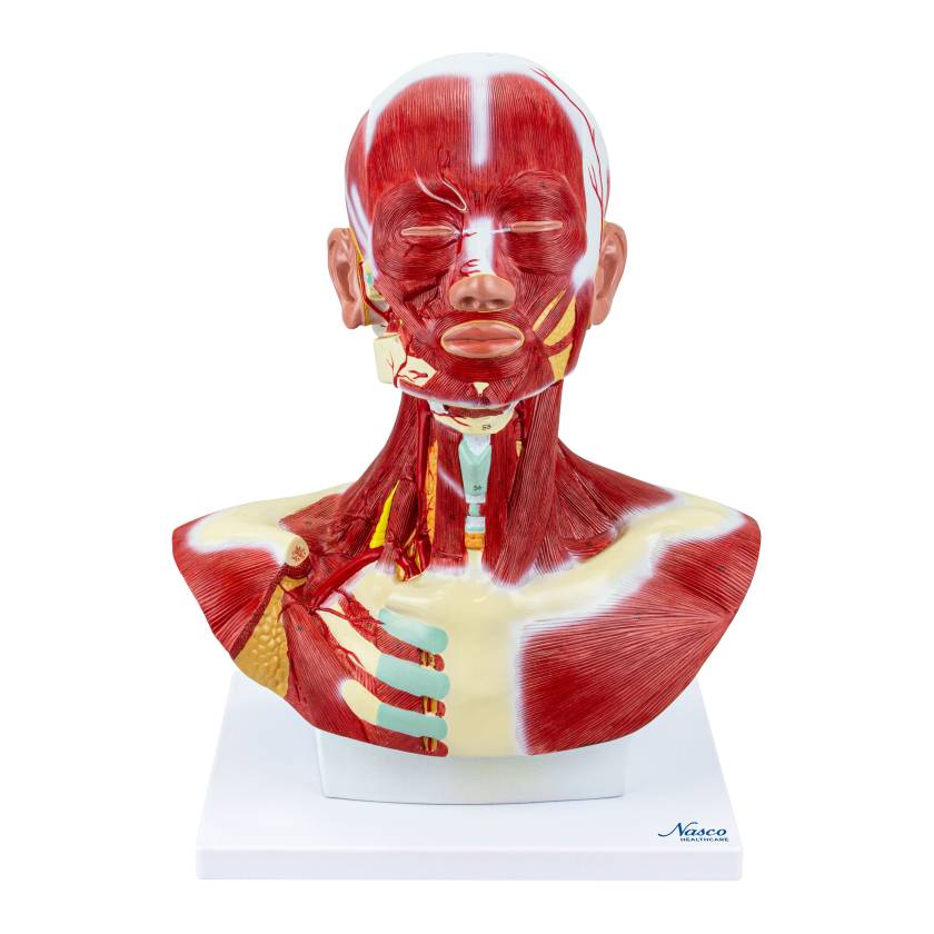Nasco MG29873 Head and Neck Muscles Model - Angle 1