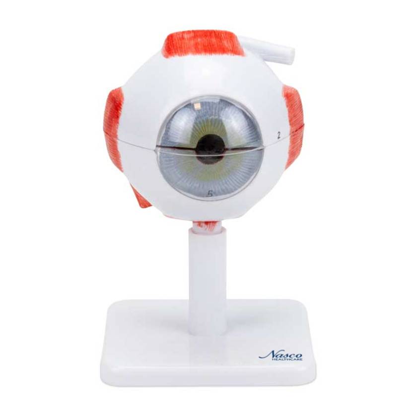 Nasco MG29938 Eye Model, 3x Enlarged, 8 Parts, Front View