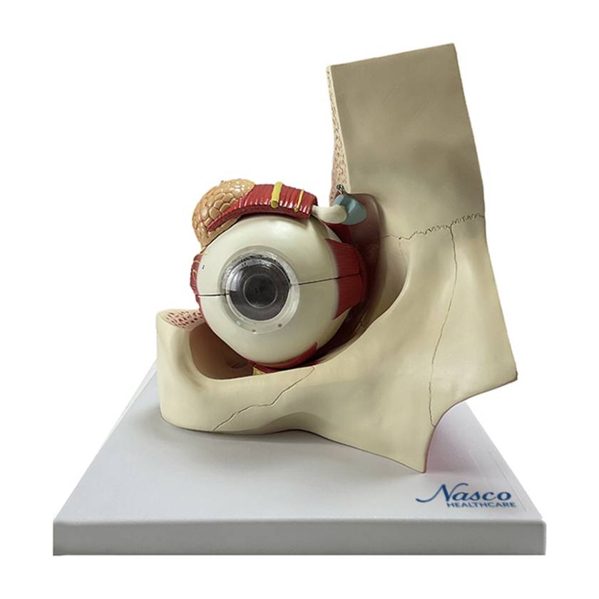 Nasco MG29939 Eye Model, 5x Enlarged, 11 Parts, Front View