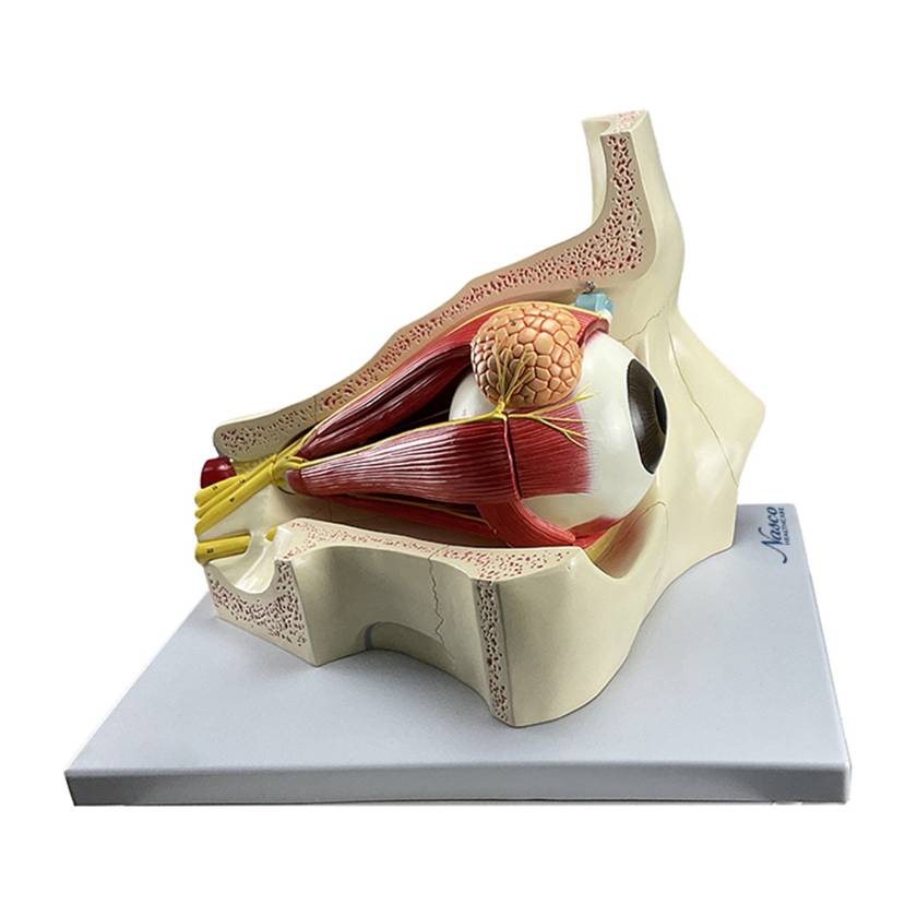 Nasco MG29940 Eye Model, 5x Enlarged, 4 Parts, Left Side View