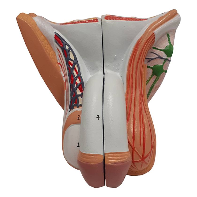 Nasco MG29950 Male Genital Organ Model, 4 Parts - Front View