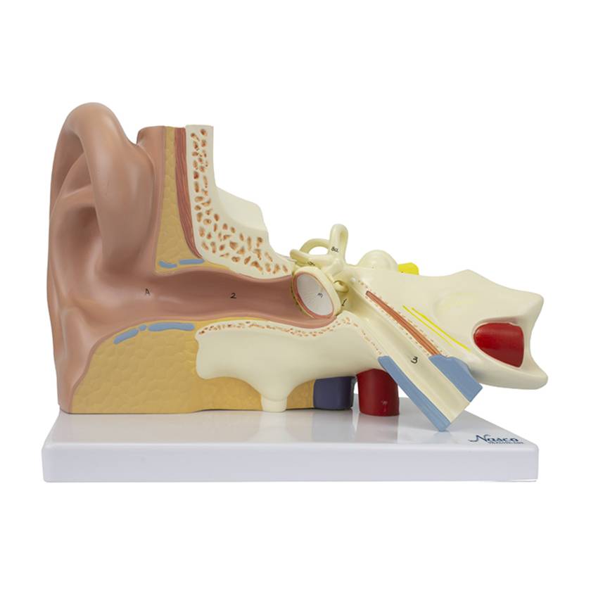 Nasco MG29981 Ear Model, 3x Enlarged, 3 Parts, Front View