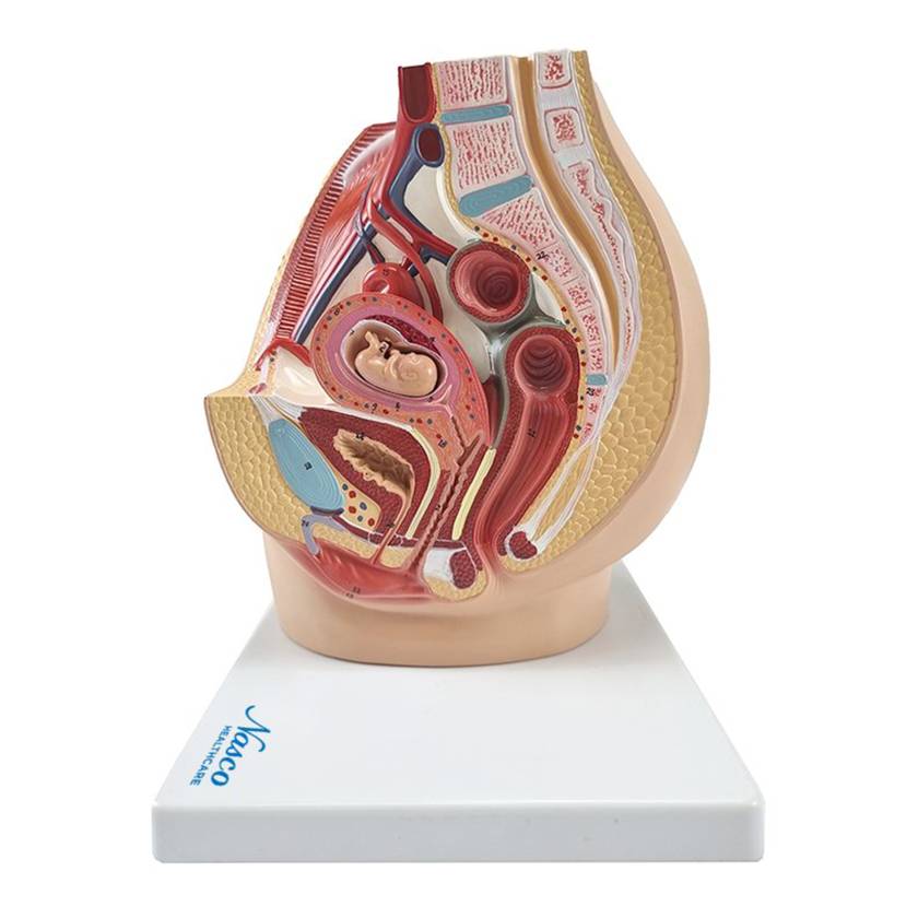 Nasco MG30133 Pelvis with 8-Week Embryo Model, 3 Parts - Angle 1