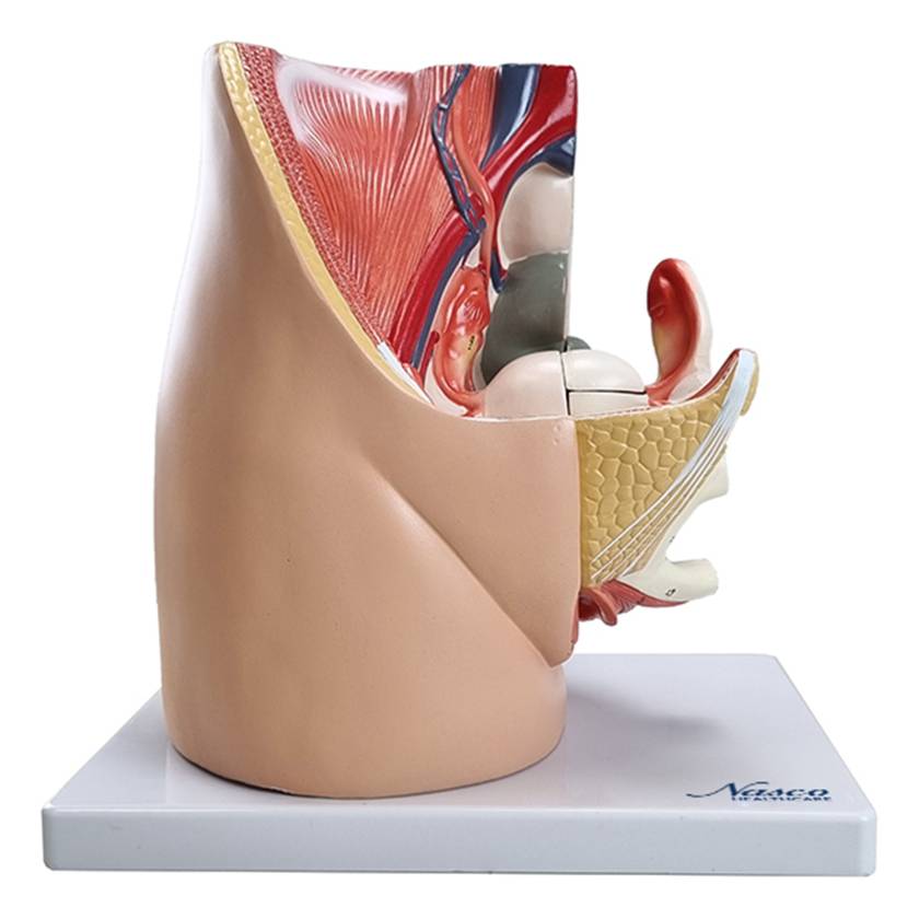 Nasco MG30135 Female Pelvis with Internal Organs Model, 3 Parts - Front View
