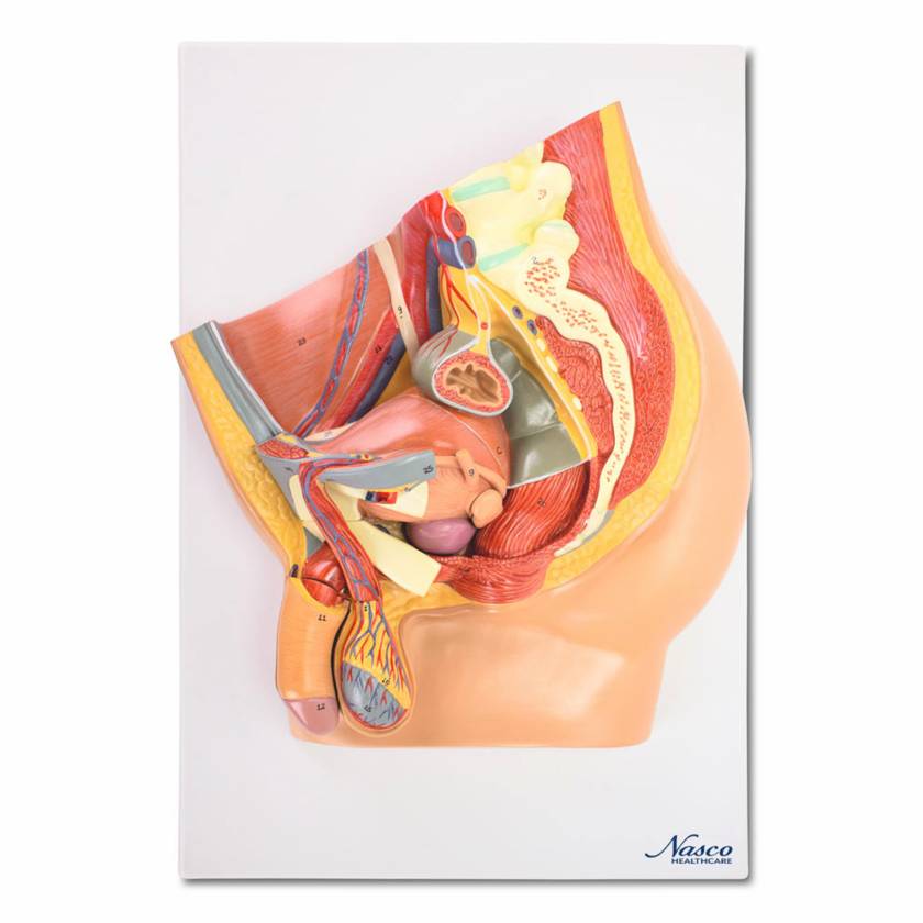 Nasco MG30140 Male Pelvis Model, Midsection, 4 Parts - Front View 1