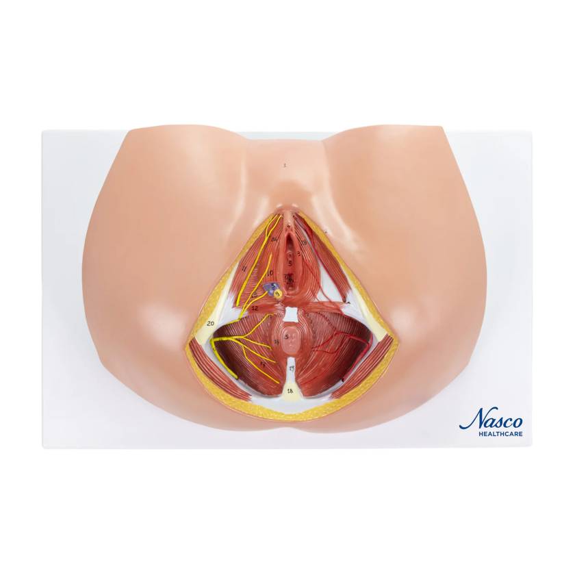 Nasco MG30414 Female Perineum Model