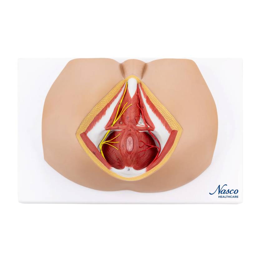 Nasco MG30415 Male Perineum Model