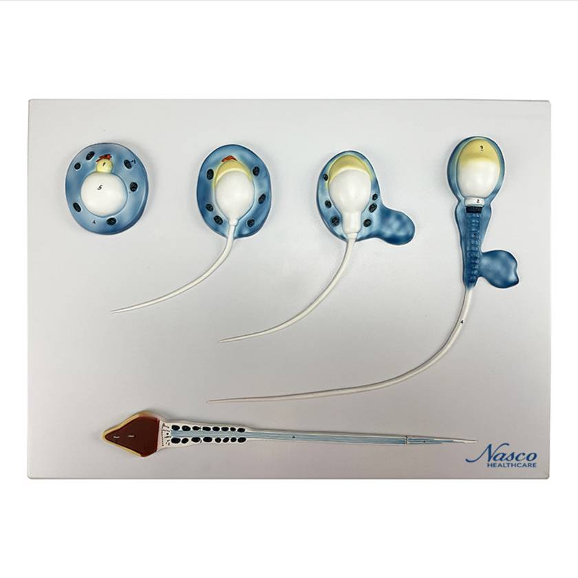 Nasco MG30750 Spermatogenesis Evolution Process Model, 10,000x Enlarged