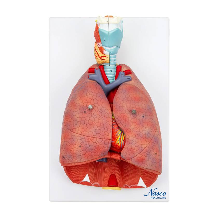 Nasco MG30888 Lung Model with Larynx, 7-Part