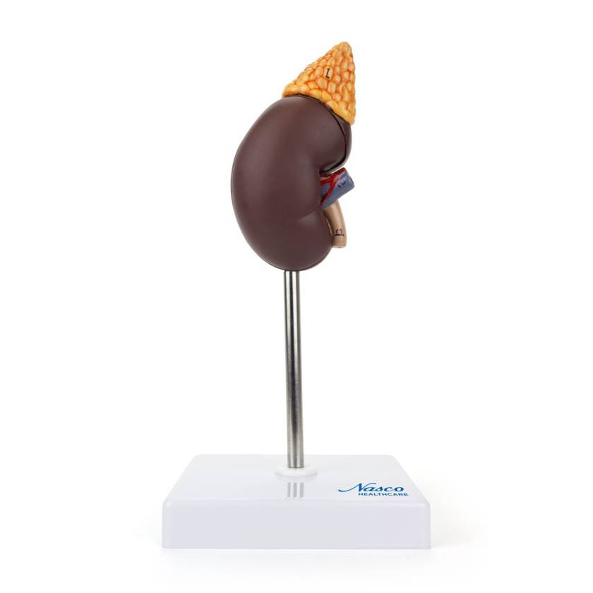 Nasco MG31017 Kidney with Adrenal Gland Model, 2 Parts