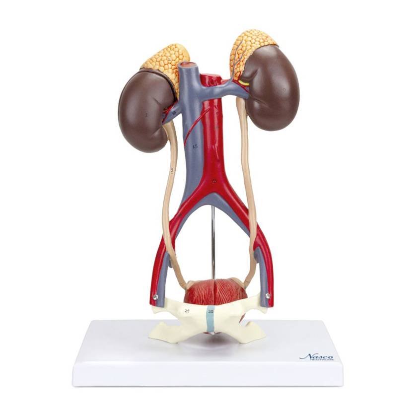 Nasco MG31020 Kidneys with Vessels and Urinary System Model, 4 Parts - Front View