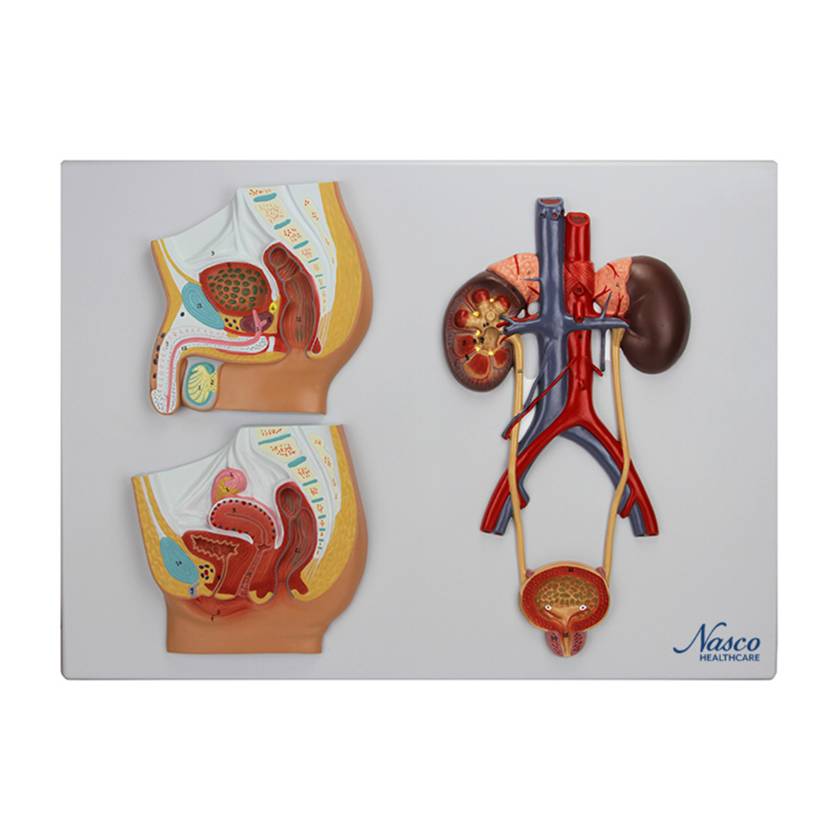 Nasco MG31111 Male and Female Urinary Tract Cross-Section Model - Front View