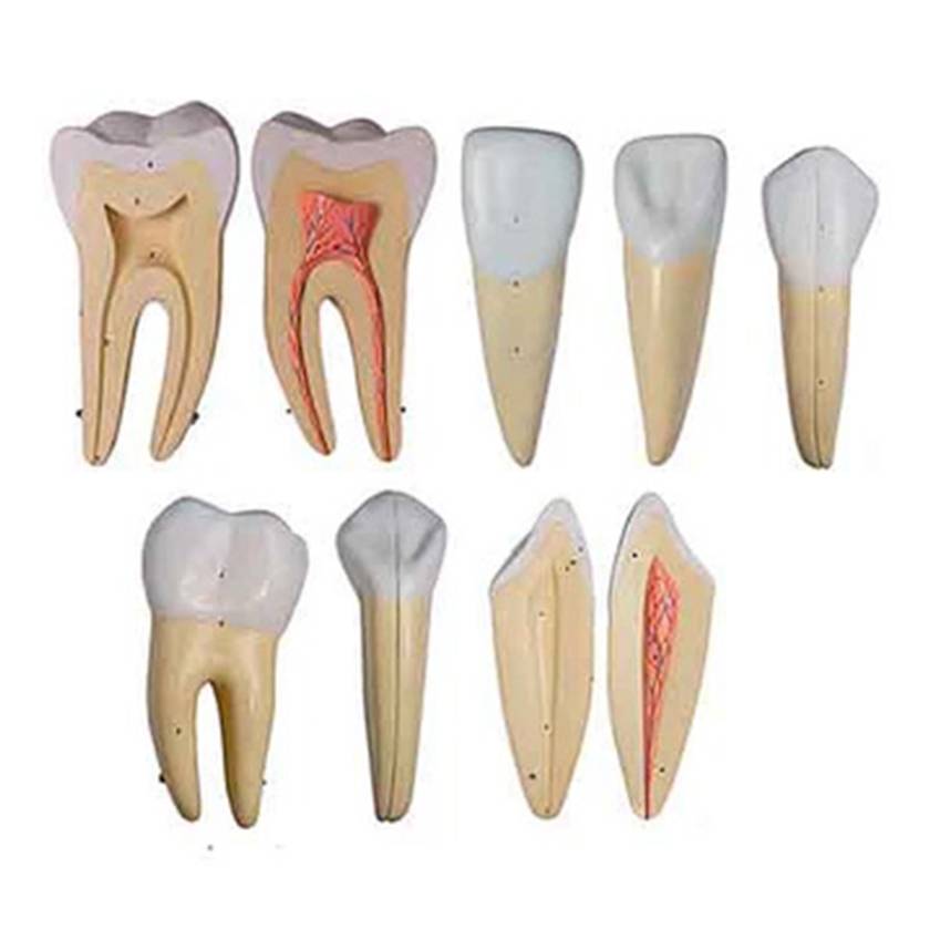 Nasco MG31151 Teeth Models, 10x Enlarged, 5 Parts - Set