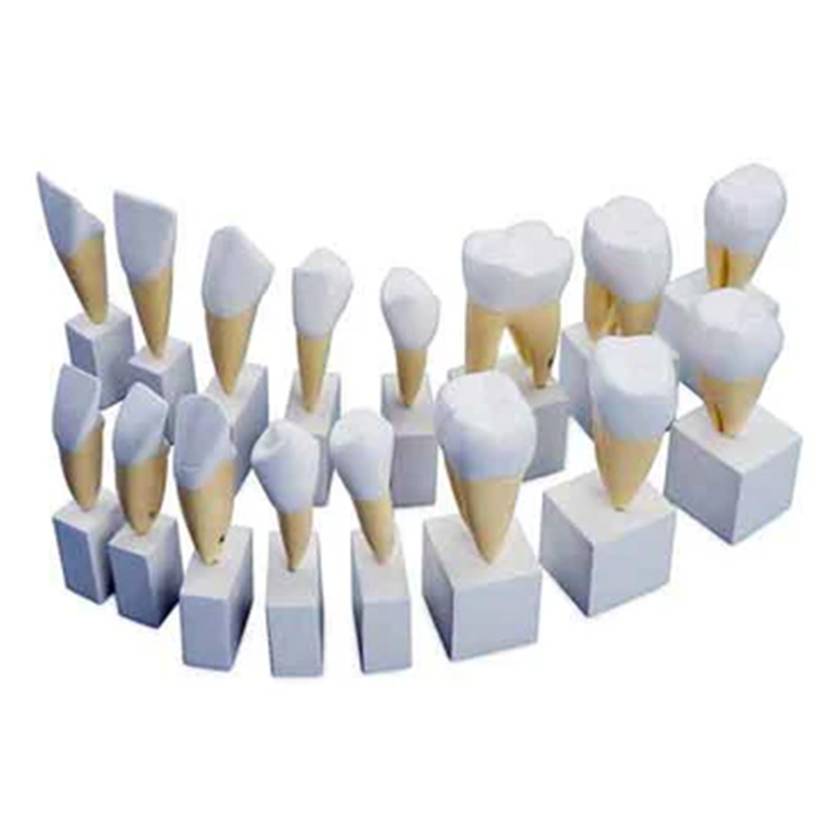 Nasco MG31152 Teeth Models, 4x Enlarged, 16 Parts - Set