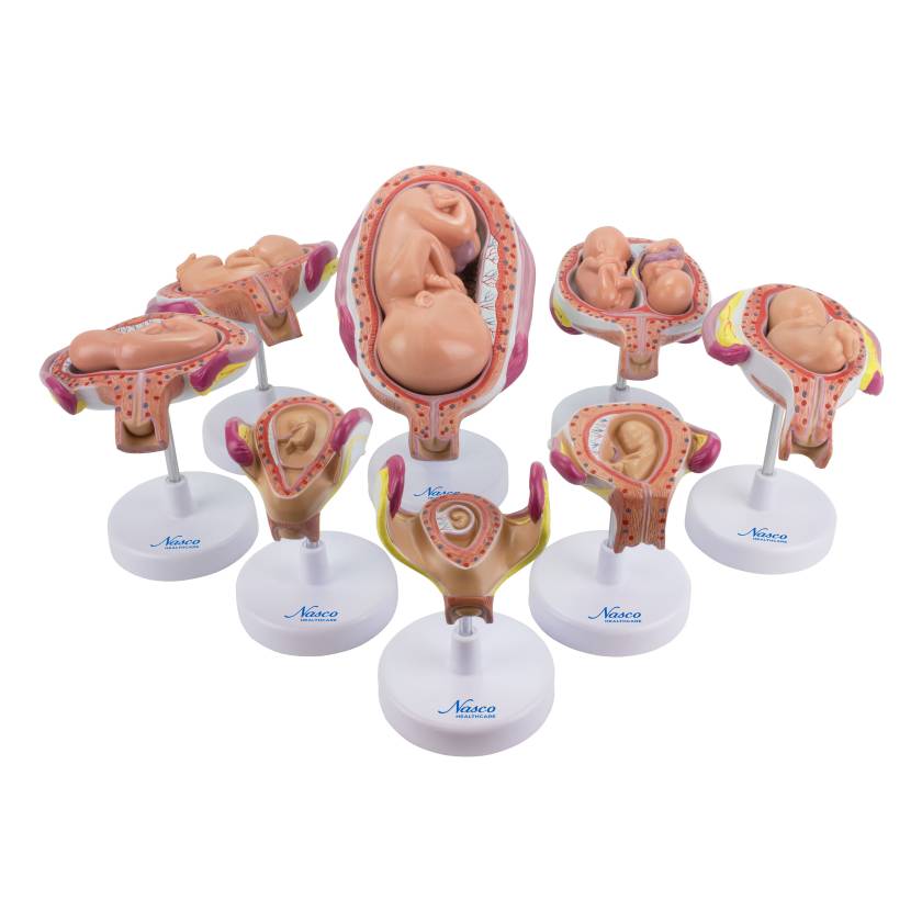 Nasco MG31154 Pregnancy Series Models
