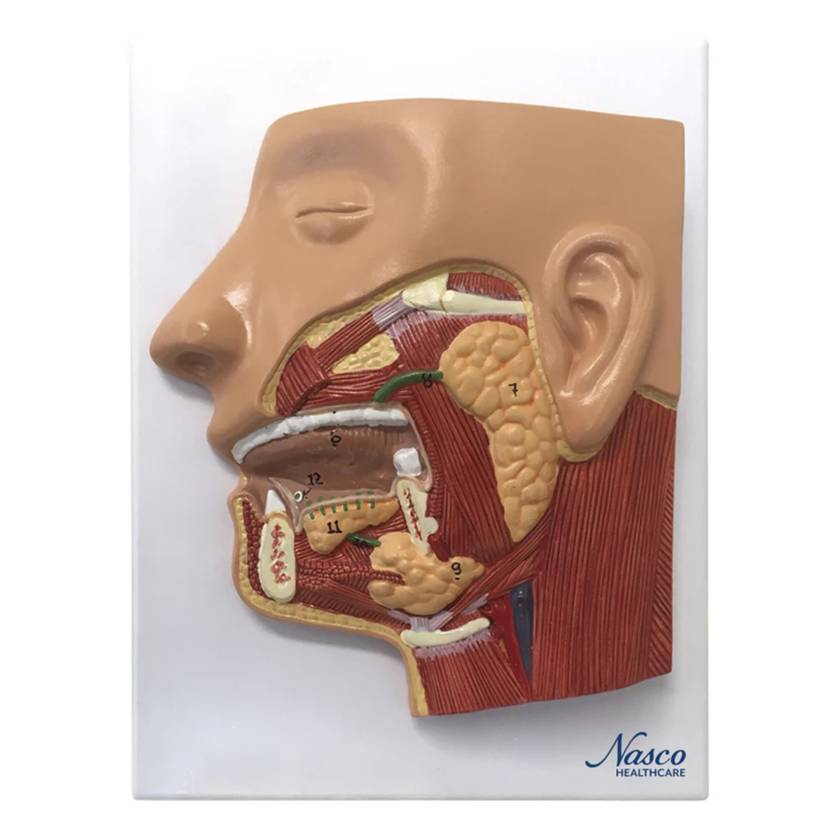 Nasco MG31317 Digestive System Model, 3 Parts - Front View