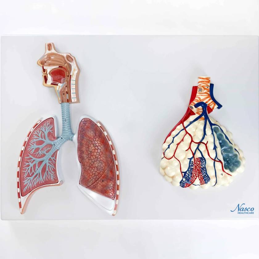 Nasco MG31336 Respiratory System with Alveoli Model, 150x Enlarged