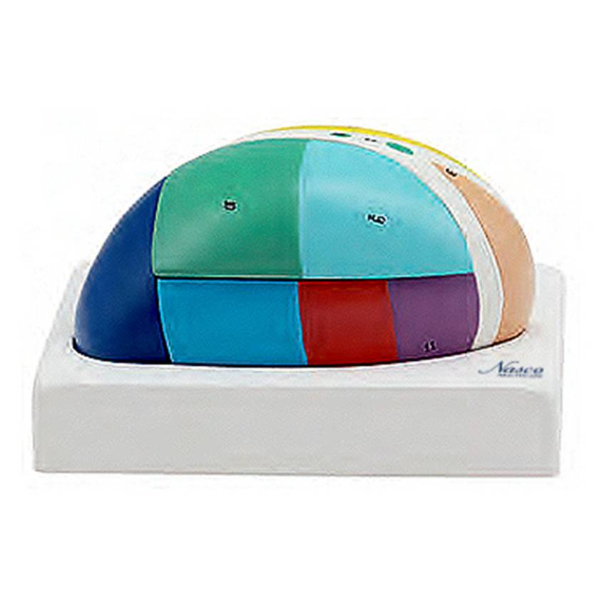 Nasco MG31534 Thalamus Model, 5x Enlarged, 5 Parts