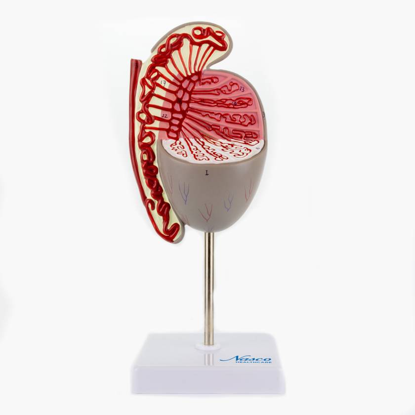 Nasco MG31912 Testicle Model, 3.5x Enlarged - Front View