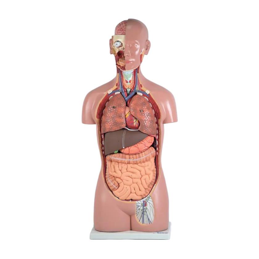 Nasco MG31997 Classic Unisex Torso Model, 16-Part, Front View