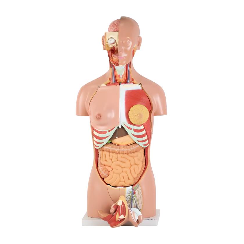 Nasco MG31999 Classic Dual-Sex Torso with Opened Neck and Back Model, 28-Part